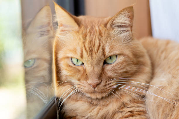 istock Cat by the window Brown tabby cat 1487658236