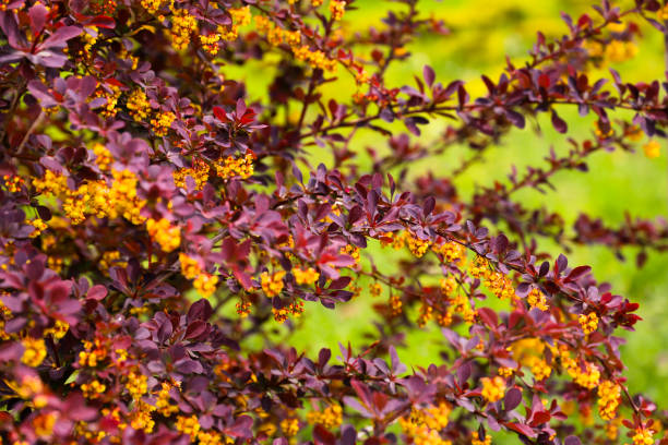 istock A bush with red leaves in the foreground 1487659017