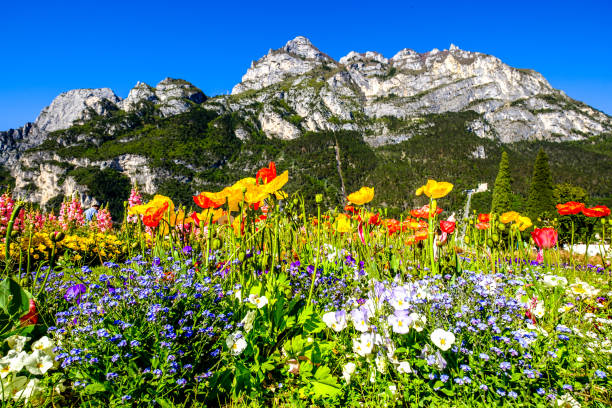 Bucolic flowered meadow between snowy mountains
