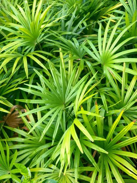 istock Palmtrees of the seychelles 1487659241