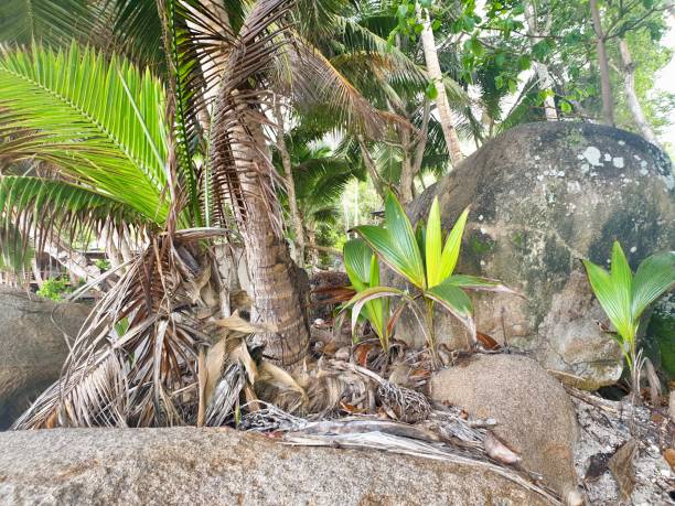 istock Palmtrees of the seychelles 1487659279