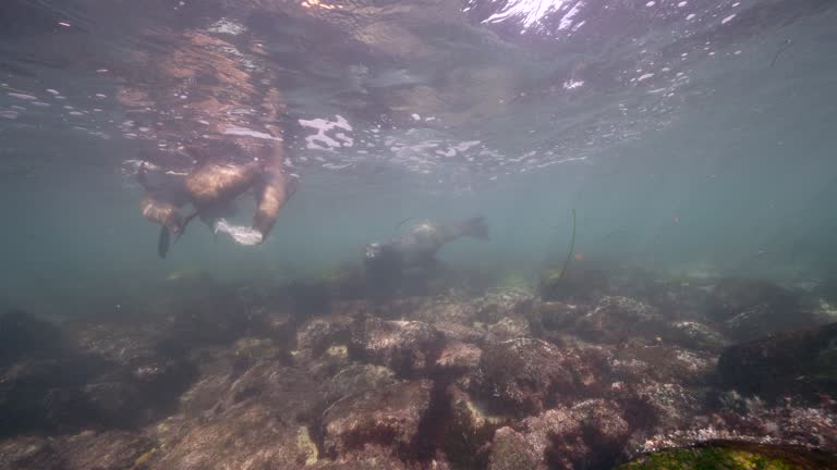 California Sea Lion in the Pacific Ocean, California, United States