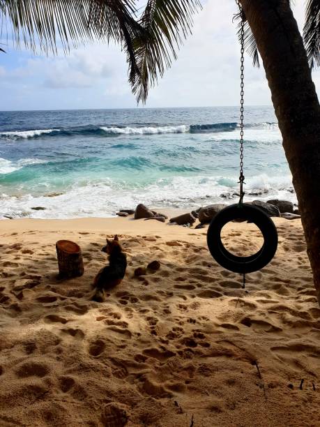 istock Palmtrees of the seychelles 1487660335