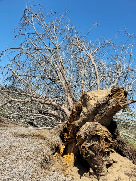 danni da tempesta su un grande albero - tree broken branch dividing foto e immagini stock