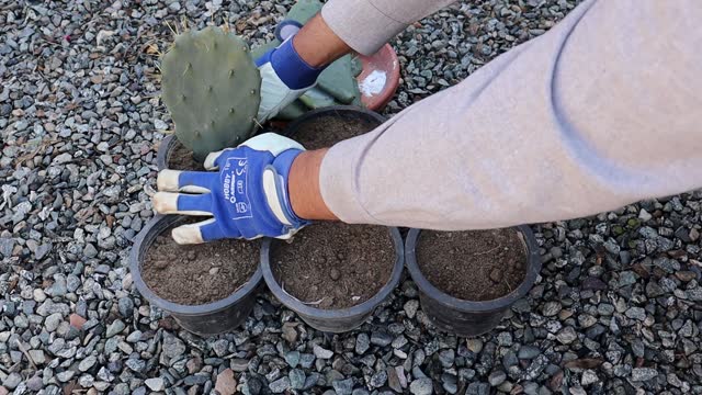 Propagating opuntia cactus by cuttings