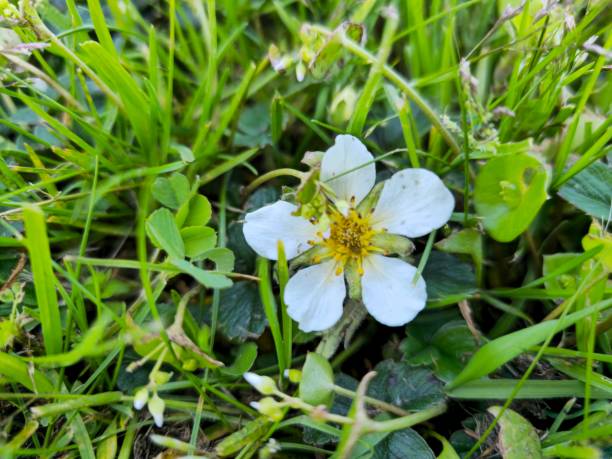 istock Wild flower looks like beach strawberry 1487662784