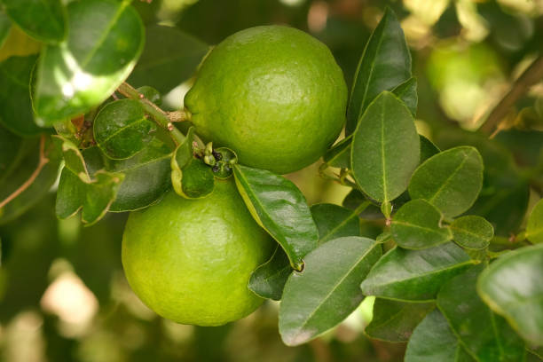 istock fresh lime in the garden 1487663385