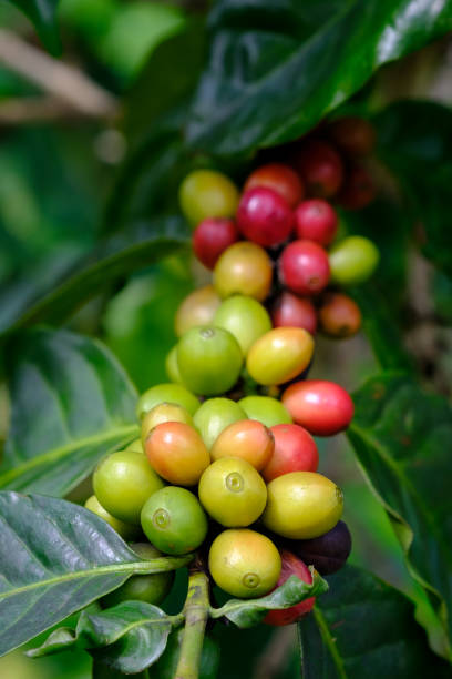 istock fresh coffee bean in the garden 1487664294