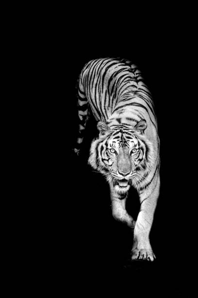 istock black and white indochinese tiger in black 1487664468