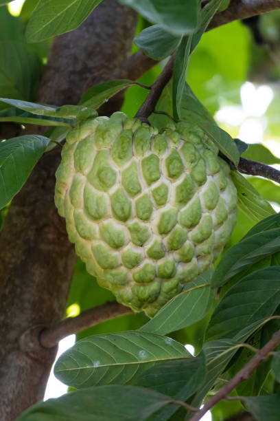 istock custard apple in the garden 1487664532