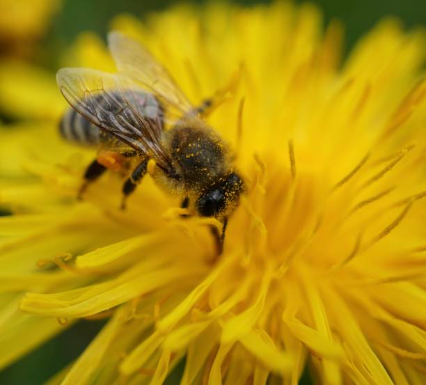 istock A bee is sitting on a dandelion. A bee collects pollen from a dandelion. Bee and dandelion. Macrophotography of a bee on a flower. A photo close up a bee on a dandelion. 1487664650