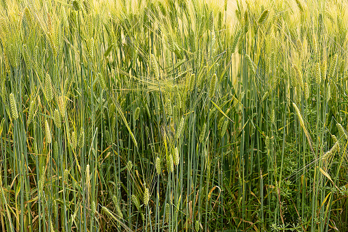 Wheat crop field green Landscape