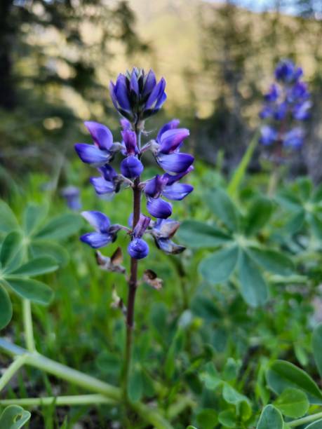 istock Flower looks like Lupine 1487665621