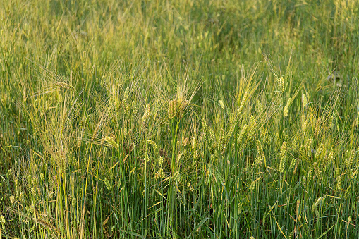 Close-up of ripe wheats on an agricultural field