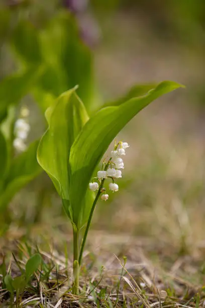 Photo of spring flowers