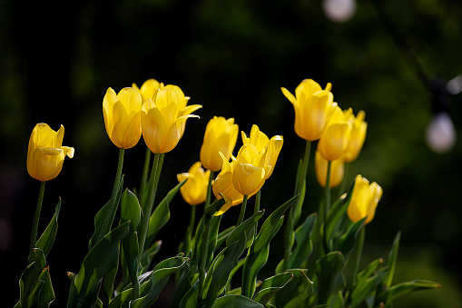 One yellow tulip flower on black background