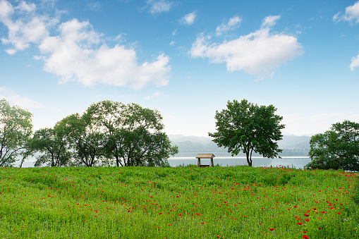 landscape with green forest