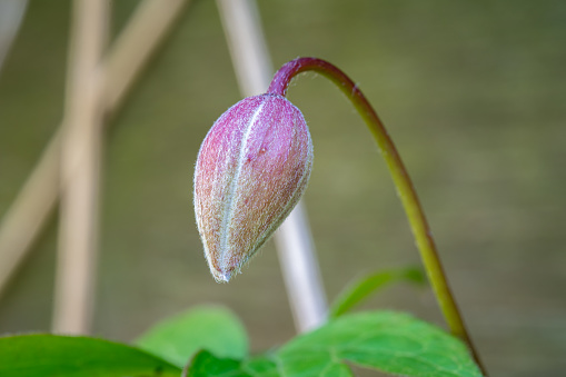 Macro shot of a flower bud of Clematis montana.