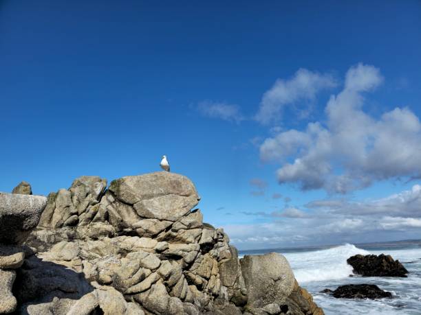 istock Seagull on the rocks and blue sky 1487666294