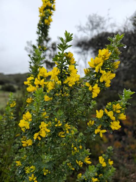 istock Wild yellow flowers in mountain 1487666315