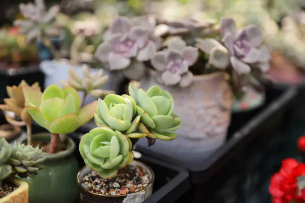 Photo of Various potted plants