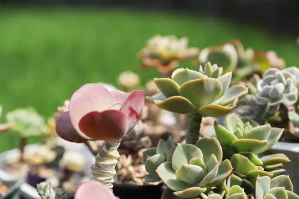 Photo of Various potted plants