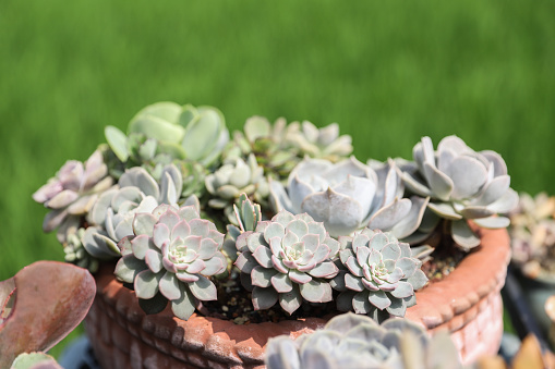 A variety of succulents. Various potted and various shapes plants