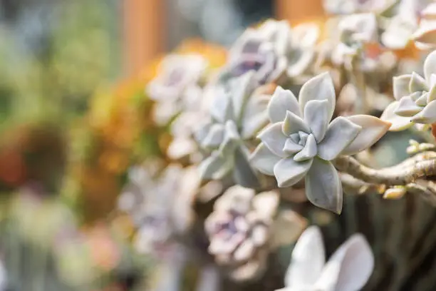 Photo of Various potted plants