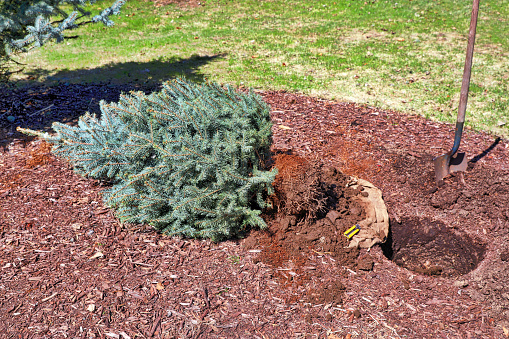 Planting a Spruce tree with hole and shovel