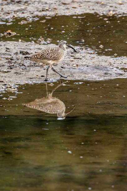 istock Hudsonian Whimbrel walking on the beach 1487671150