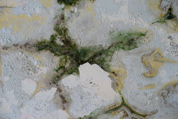 istock Peeling paint on an old gray wall 1487671633