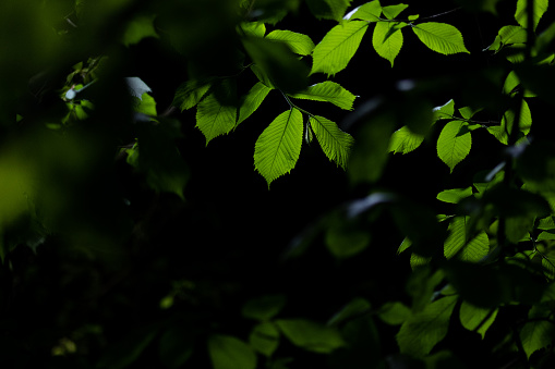 Green Leaves on Tree at Night. Cracov. Poland. No people.