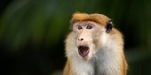 Surprised Monkey With Open Mouth on Jungle Bokeh Background