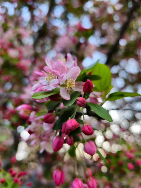 istock Wild flower looks like cherry blossom 1487674866