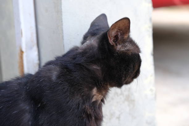 istock black street cat with scarred skin 1487675581