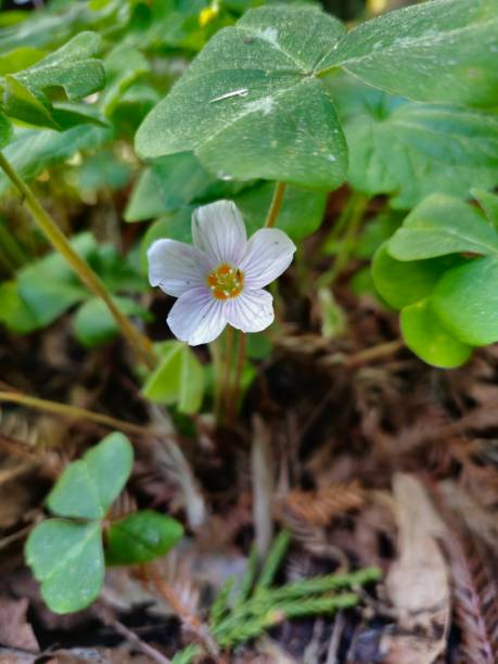 istock White and slightly pink flowers 1487676081