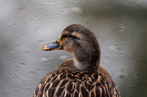 A female Rouen duck standing at the side of a pond in the rain.