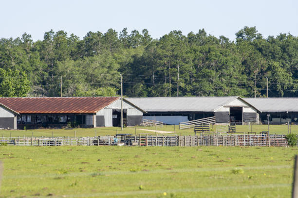 istock Agricultural buildings, one with a very a rusty roof 1487676429