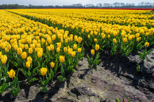 istock blooming tulips in the netherlands 1487676458