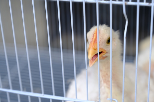 chick with white feathers in a battery cage
