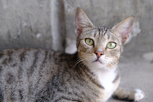 gray striped street cat laying on the cement floor