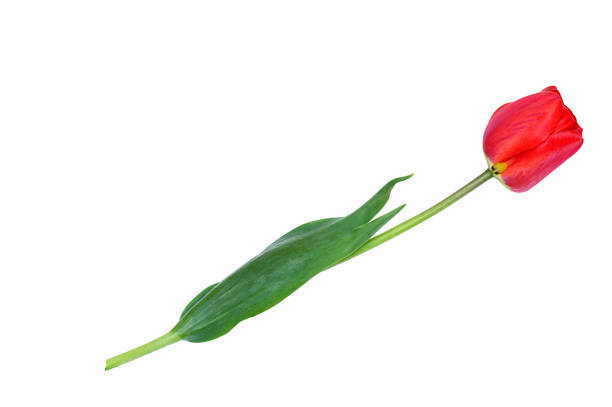 Vibrant red colored tulip bud blooming in park against sky