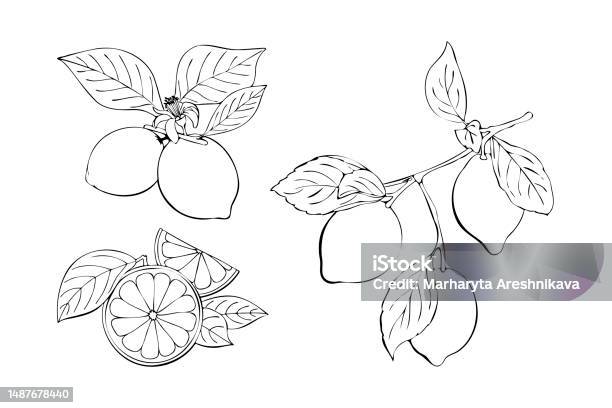 Citrus Collection Contour Linear Hand Drawing Orange And Lemon Branch ...
