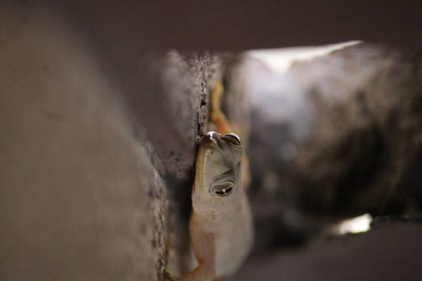 A potrait view of the lizard's eyes. Looking at the camera. Beautiful eyes of the lizard.