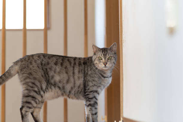 istock A cat walking in the house Sabatra cat 1487680803