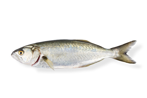 Bluefish Over Gray Background