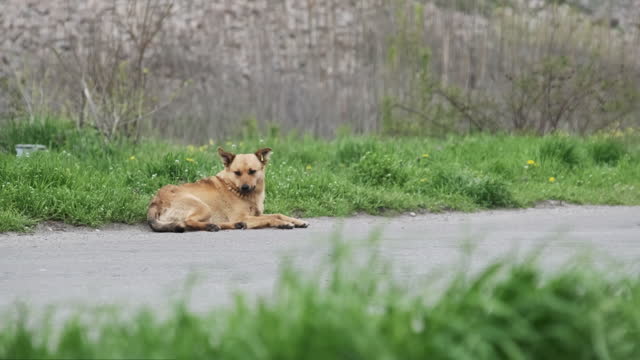 Homeless Dog Lies by the Asphalt Road