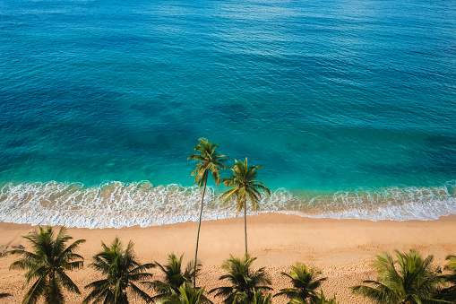 Aerial drone view beautiful untouched tropical beach with palm trees and clear water. Perfect shore with sand and coconut trees. Travel and tourism amazing beach landscape