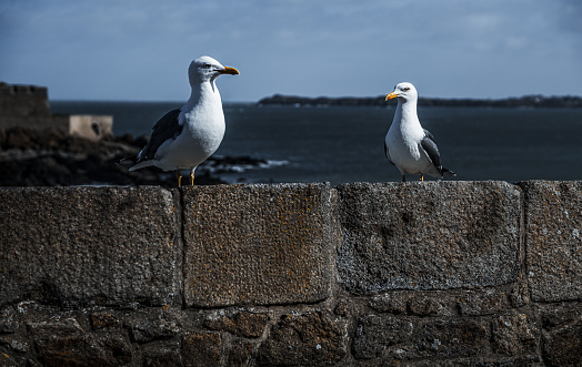Seagulls resting along the ramparts of Saint-Malo in Brittany