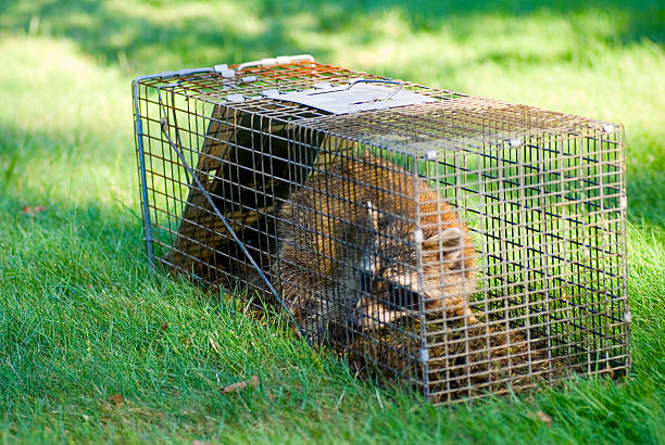 A raccoon trapped in a cage trying to get out